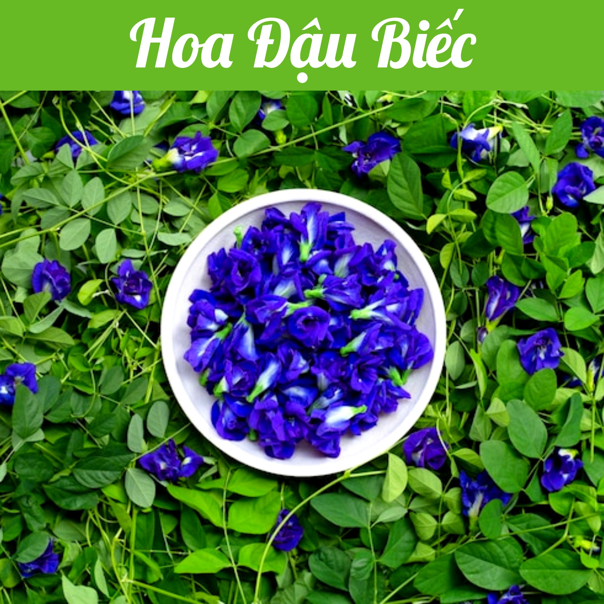 Hạt giống Hoa Đậu Biếc (Rado 861) gói 2gr - DỄ TRỒNG