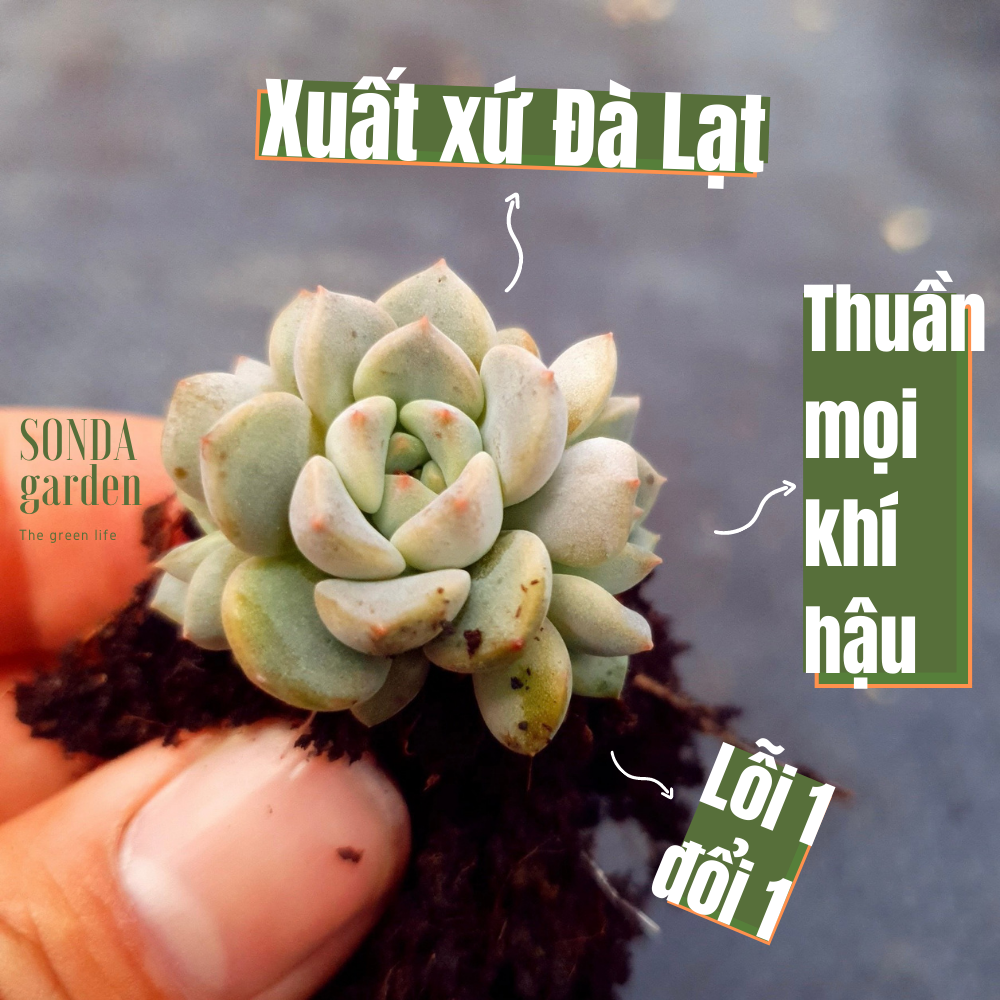 Mầm lá sen đá diệp hà siêu khoẻ đẹp lỗi 1 đổi 1
