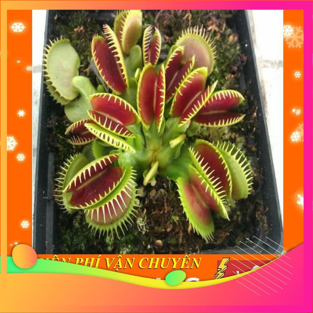 [TOP] Hạt Giống Cây Ăn Thịt - 10 Hạt [ Tặng Kèm 1 Viên Nén Xơ Dừa ] VIETGAR