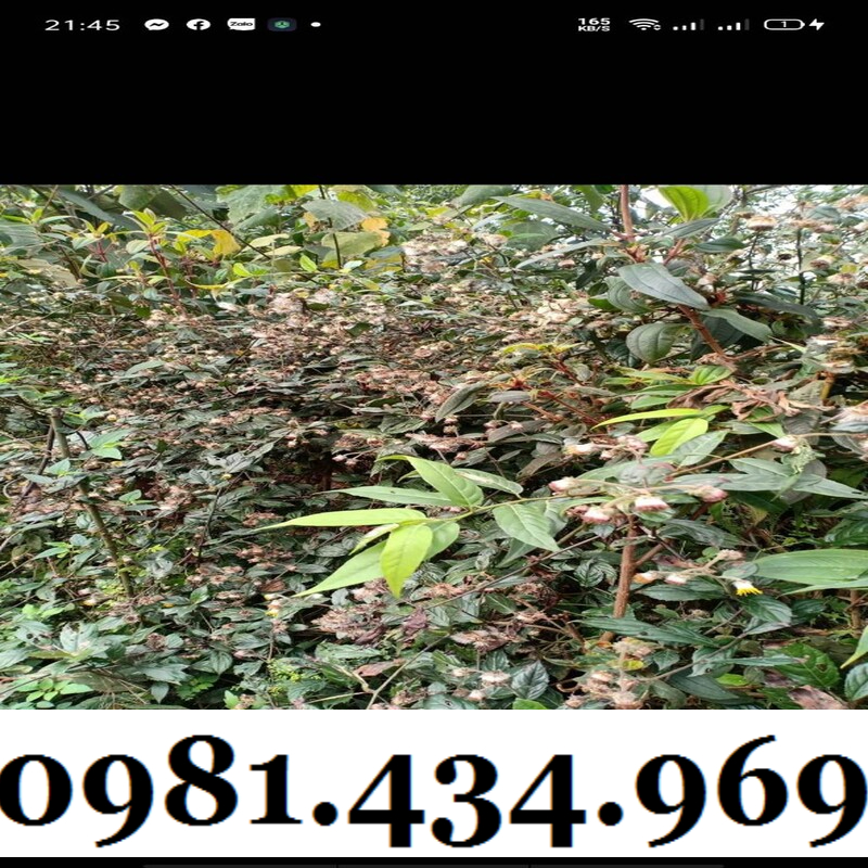 Cây Bầu Đất Khô 01KG Hàng Rừng Thơm