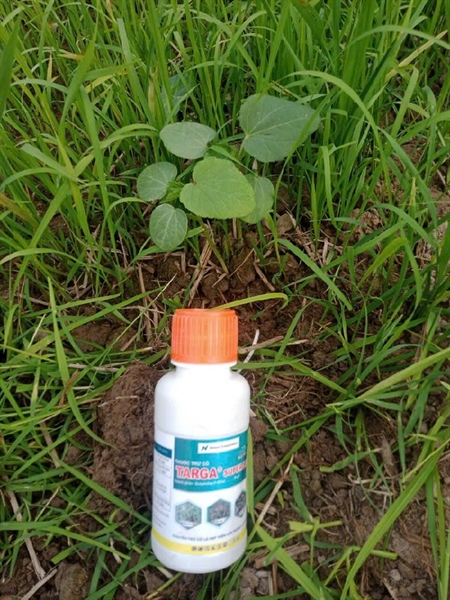 Thuốc trừ cỏ trên rẫy TARGA Super 5EC 100ml