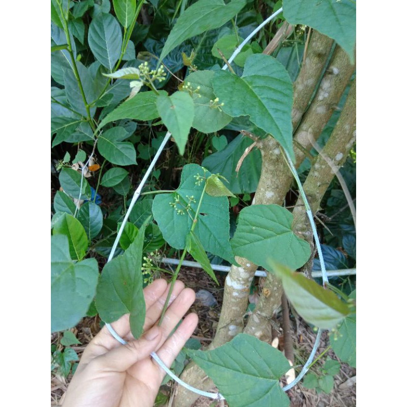 dây cây chìa vôi khô sạch -1kg