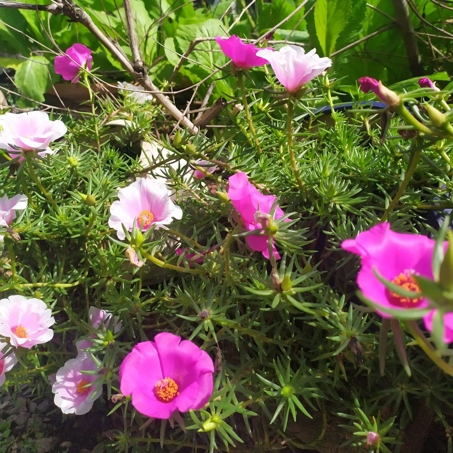 Hoa Mười Giờ Mỹ ( 0.5kg nhánh hoa )