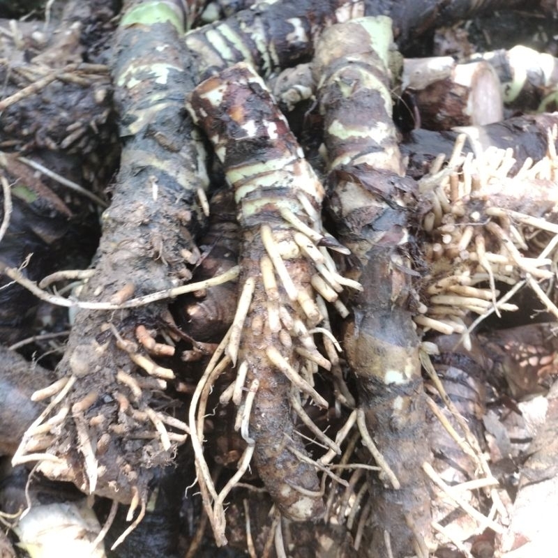 (3 cây con ) Bạc Hà Núi (củ Ráy voi ) dễ trồng