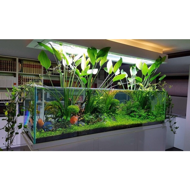 Cây Lan Nước - Cây Thuỷ Sinh Dễ Trồng Không Cần CO2