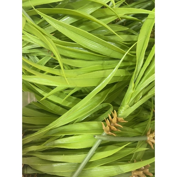 cụm lá dứa