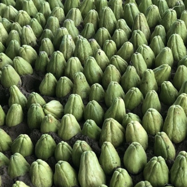 Quả su su giống đã nứt nanh ( cam kết củ già đã có rễ)