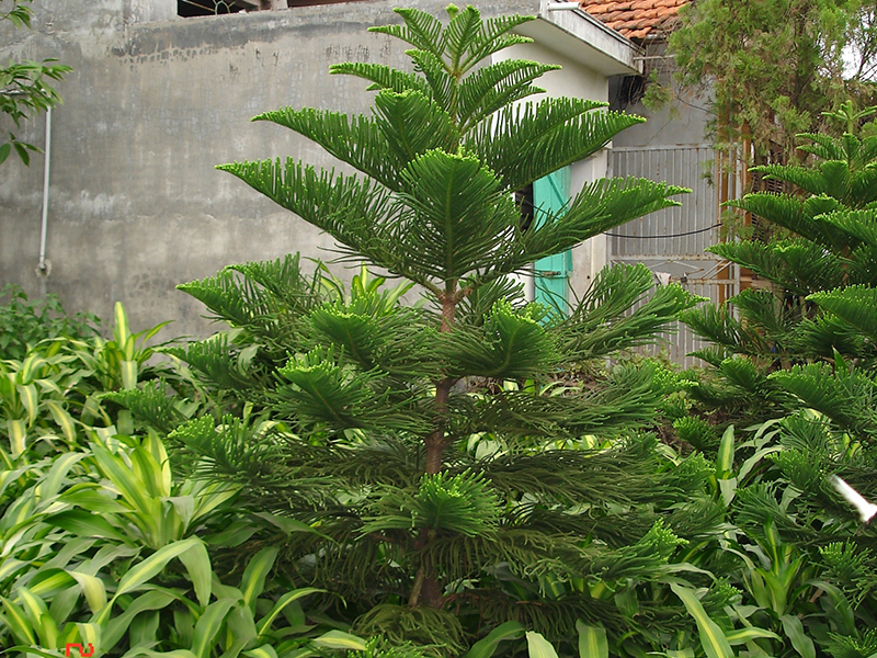 cây tùng bách tán - cây giống cao 1.2m- 1.5m