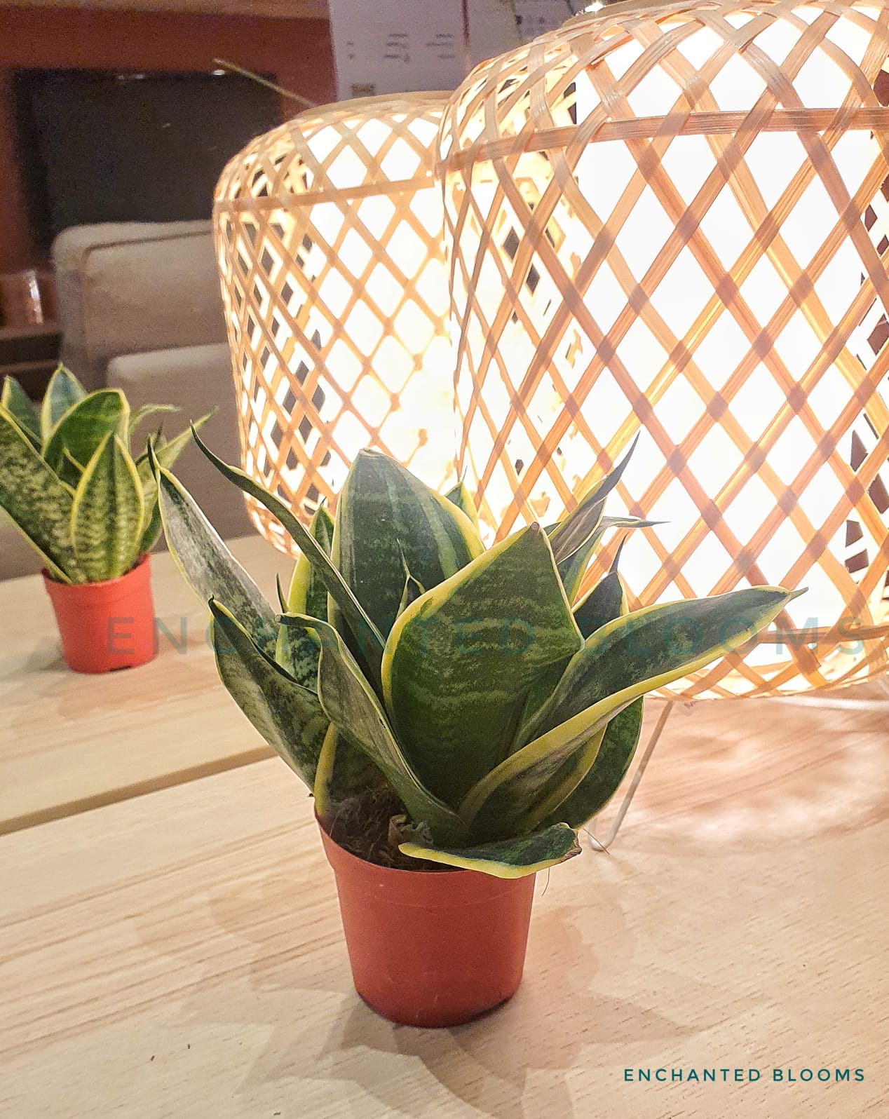 Sansevieria Golden Hahnii 10 15 Cm Tall Lazada Singapore