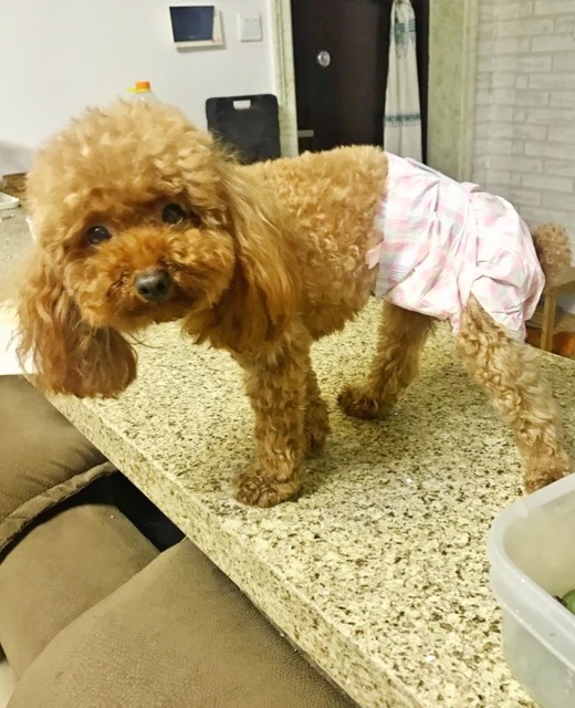 Bỉm (tã lót) cho các Boss 🐶 🐯
