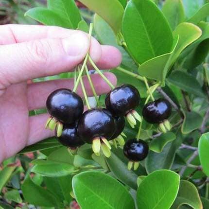 CÂY GIỐNG CHERRY NAM MỸ (CHERRY NHIỆT ĐỚI BRAZIL)