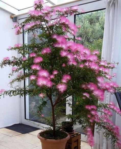 Cây kiều hùng - cây phôi bonsai