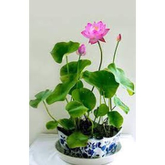 Hạt Giống Hoa Sen Nhật Mini đã cắt đầu - gói 10 hạt