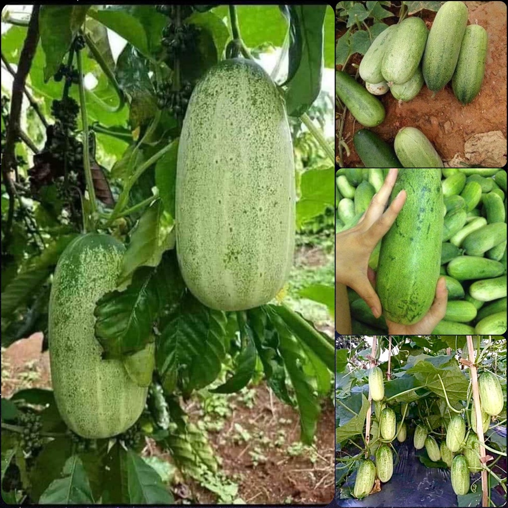 Hạt Giống Dưa Chuột Mèo Siêu To