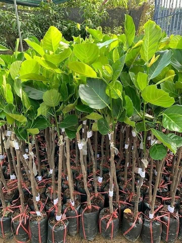 Mít Ruột Đỏ Indo Pt79 Trồng Chậu