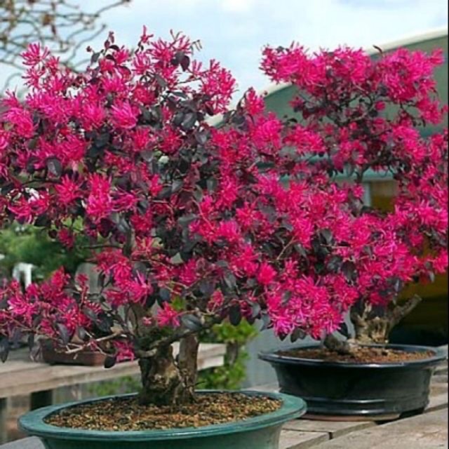Cây Hồng Phụng - cây cảnh để bàn