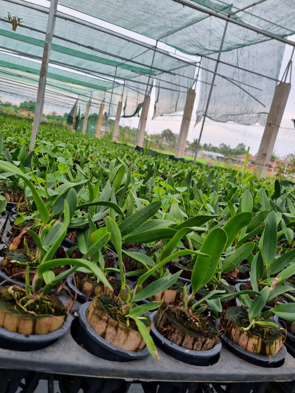 HOA LAN THIÊN THẦN LỬA
