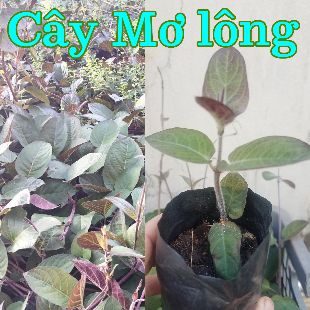 Cây Giống Mơ Lông cây rau mơ