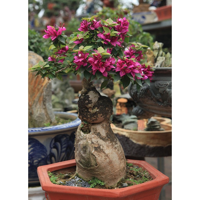 Phôi quái gốc Hoa giấy Mỹ bonsai | Lazada.vn
