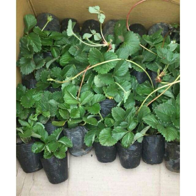 COMBO 03 cây DÂU TÂY giống hana nhật