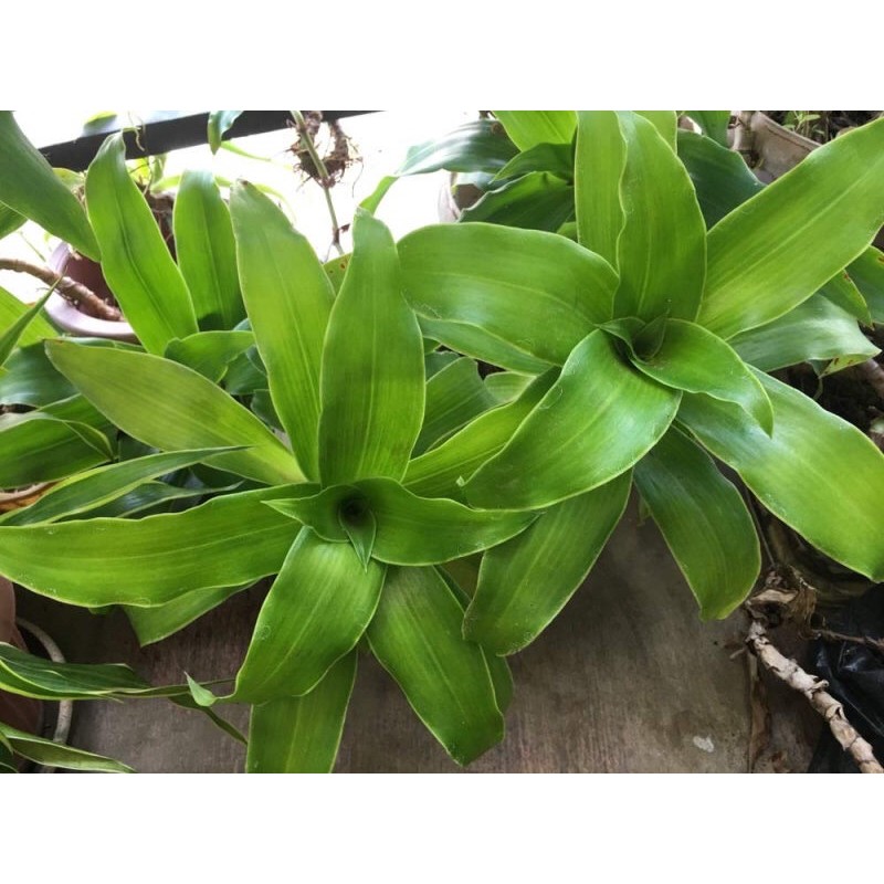 CÂY LƯỢC VÀNG - cây giống