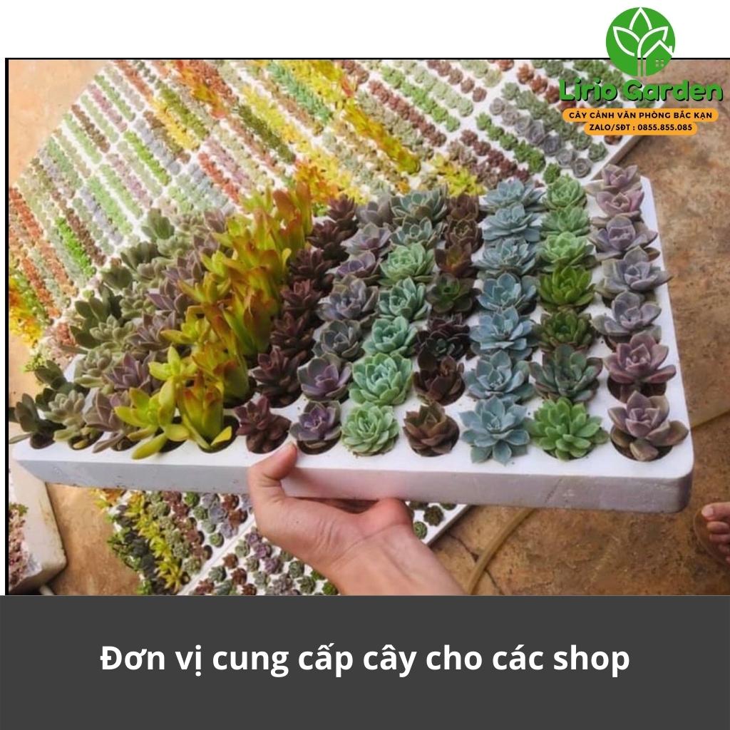 [ mua 10 tặng 1 ] Combo 10 cây sen đá vỉ size nhỏ