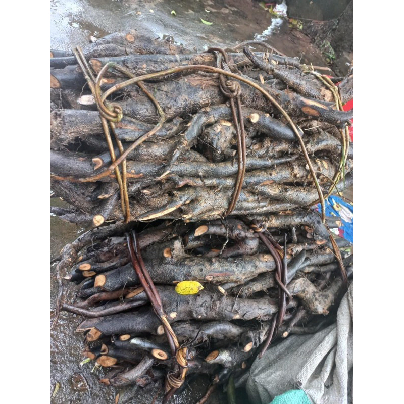 Sâm Béo Đen tươi, khô (Sâm Bảo Ngọc, Sâm Một Rễ, Sâm Đất) 1kg Hút Chân Không