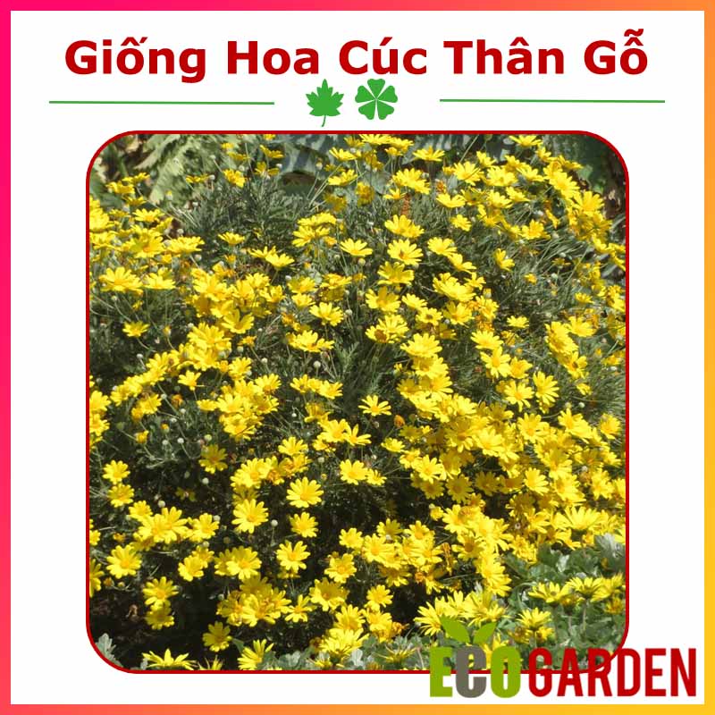 Hạt giống hoa cúc thân gỗ
