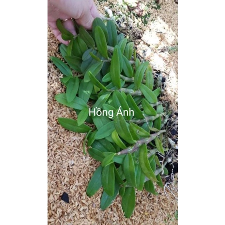 Lan giả hạc phi điệp (cây kie) - hoa thơm,sai hoa, dễ sống