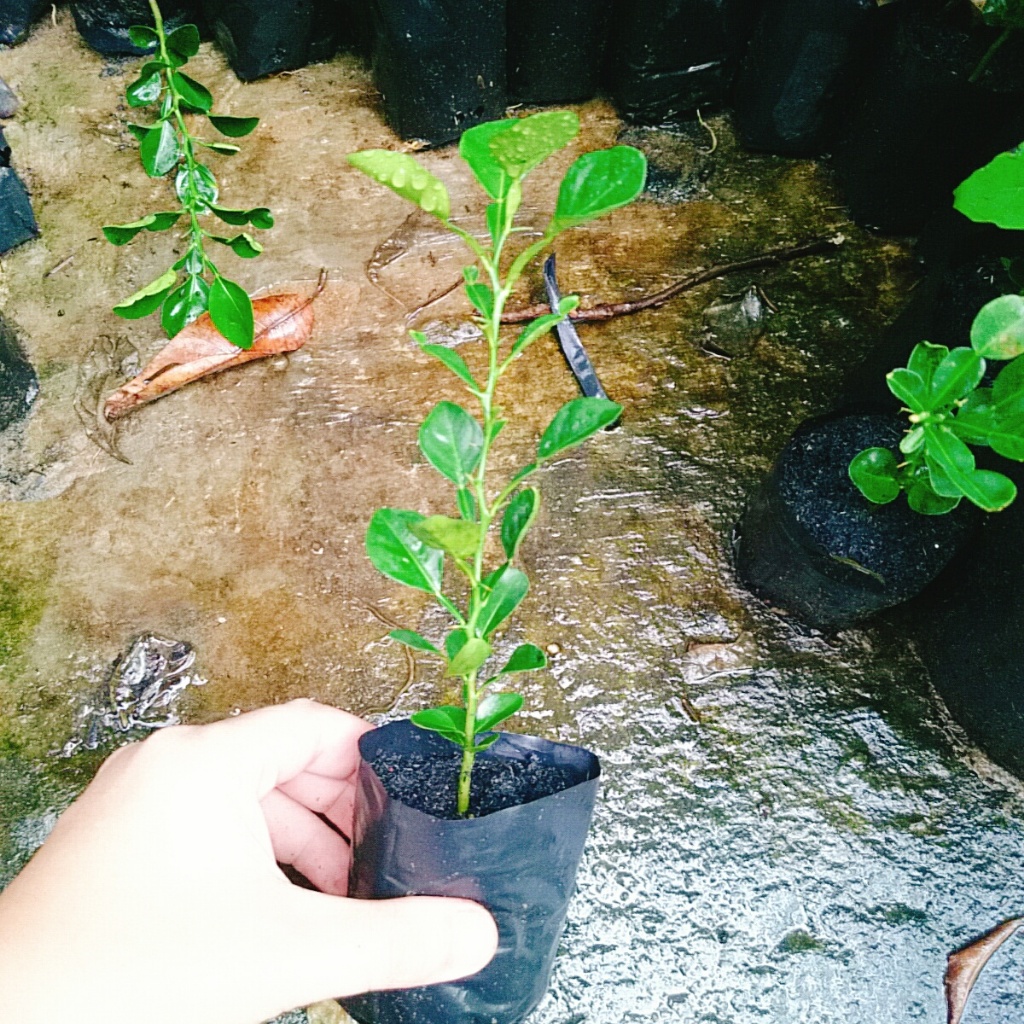 Cây Chúc (chanh thái) - Cây chanh ăn lá ( chanh hấp gà)