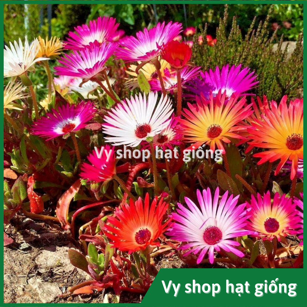 Hạt giống hoa mười giờ châu phi (Mesembryanthemum) gói 300 hạt mix màu