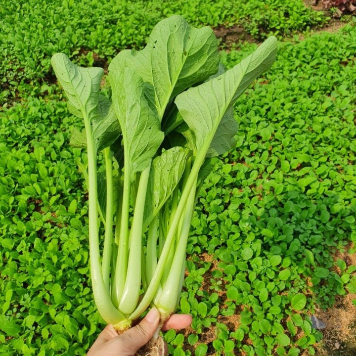 Hạt giống Cải ngọt gói 50gr