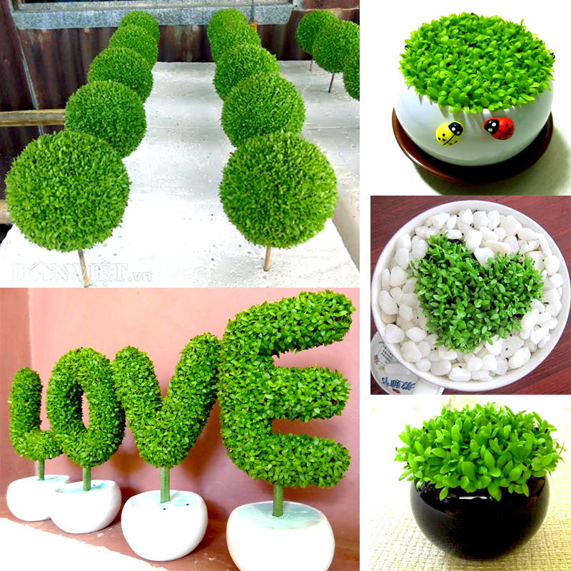 Hạt giống cỏ, cây may mắn