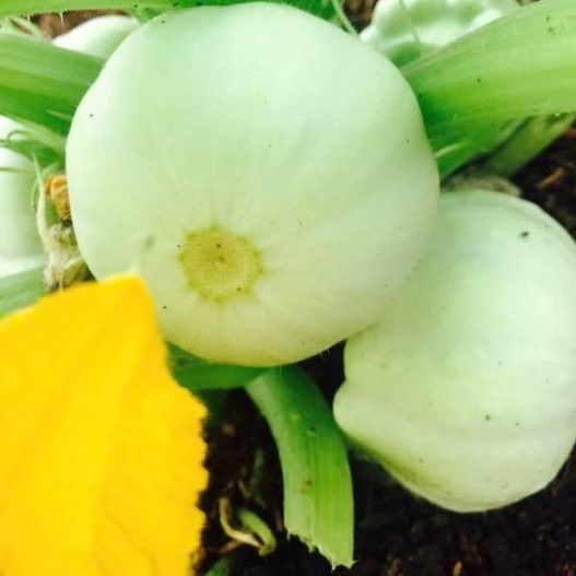 Hạt giống Bí Ngô tí hon, ( bí đỏ mini ) - H2T FARM