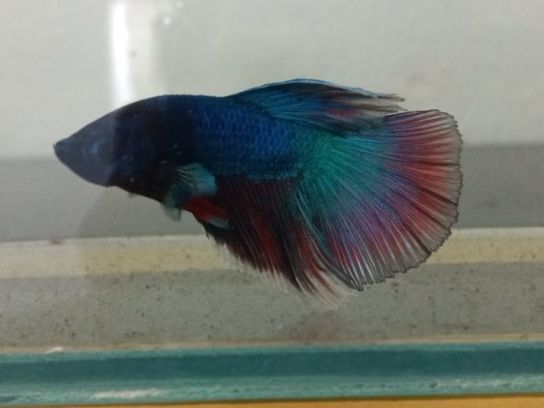 Betta Halfmoon đa sắc + Cám Tomboy TB1 10g