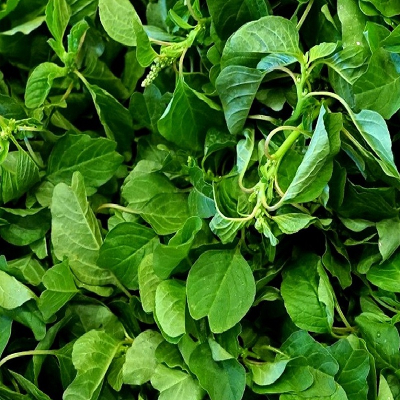 Hạt giống dền vàng, dền cơm - gói 10 gram
