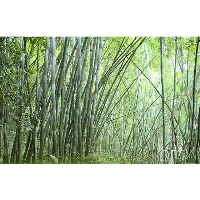bầu cây giống cây măng sặt ăn siêu ngon
