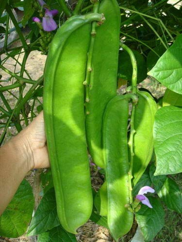 Hạt giống đậu kiếm Jack bean