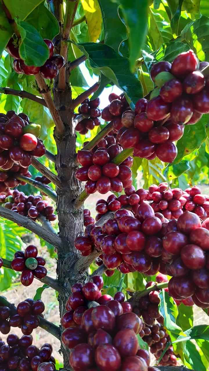 Cà phê pha phin nguyên chất rang xay mộc Buôn Mê Thuột (100% robusta) (dạng bột) 500gr