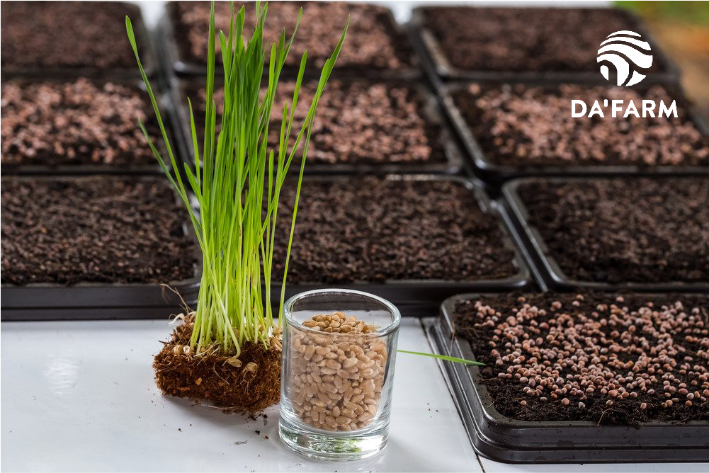 Hạt giống cỏ lúa mì hữu cơ loại 1 Da'farm