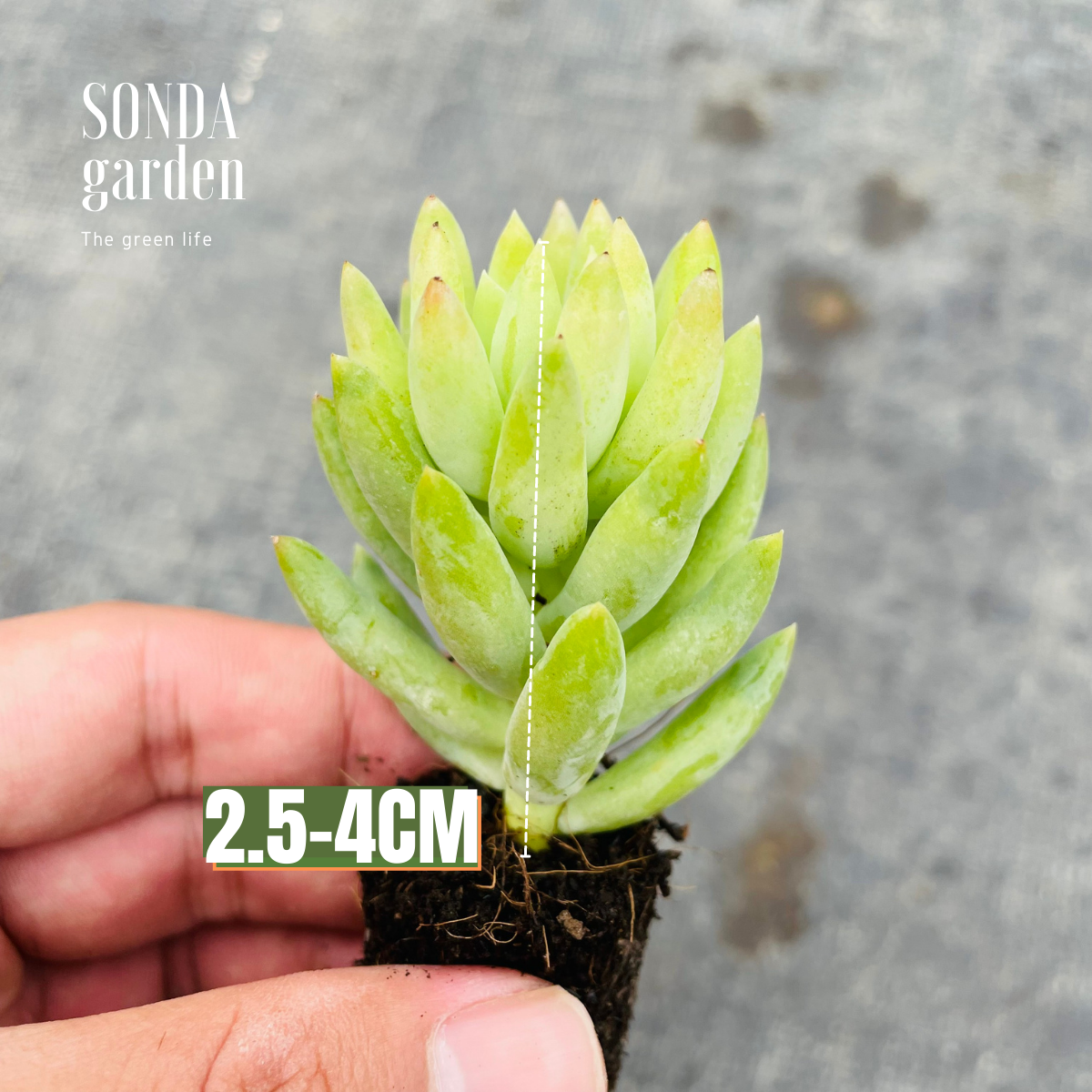 SEN ĐÁ CHUỖI NGỌC ĐỨNG SIZE MINI ĐÀ LẠT LỖI 1 ĐỔI 1