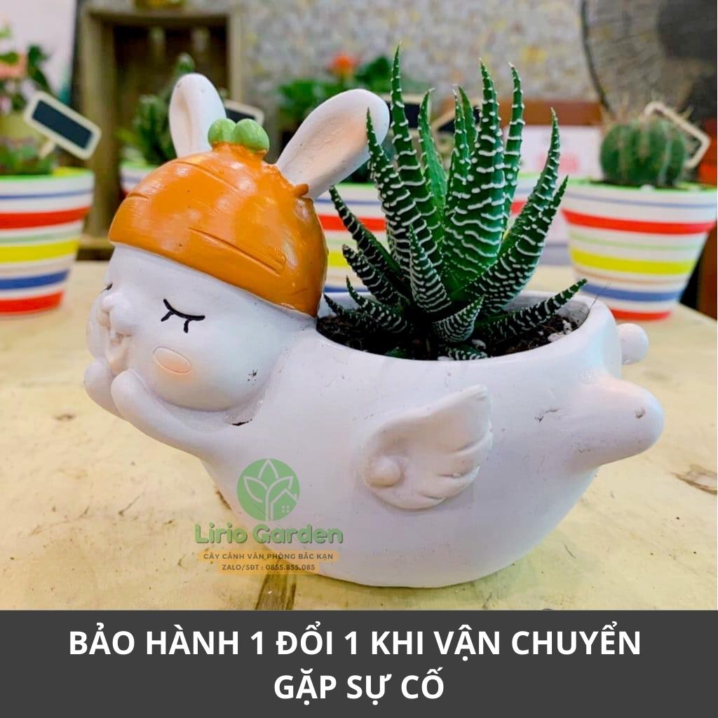 chậu trồng cây hình thỏ trắng có cánh [ tặng kèm đất trồng cây ]