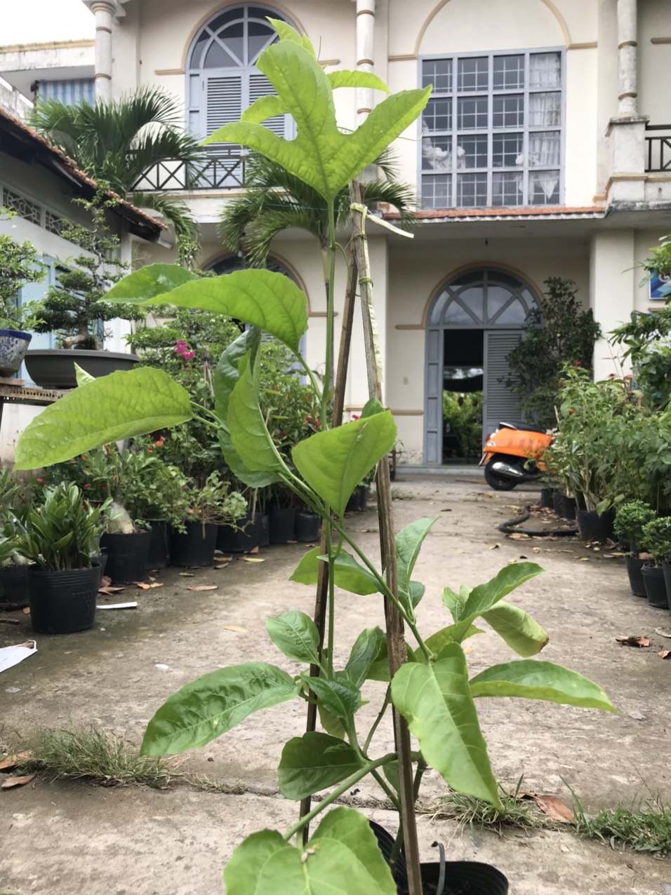 Caykiengsadec Cây chanh dây