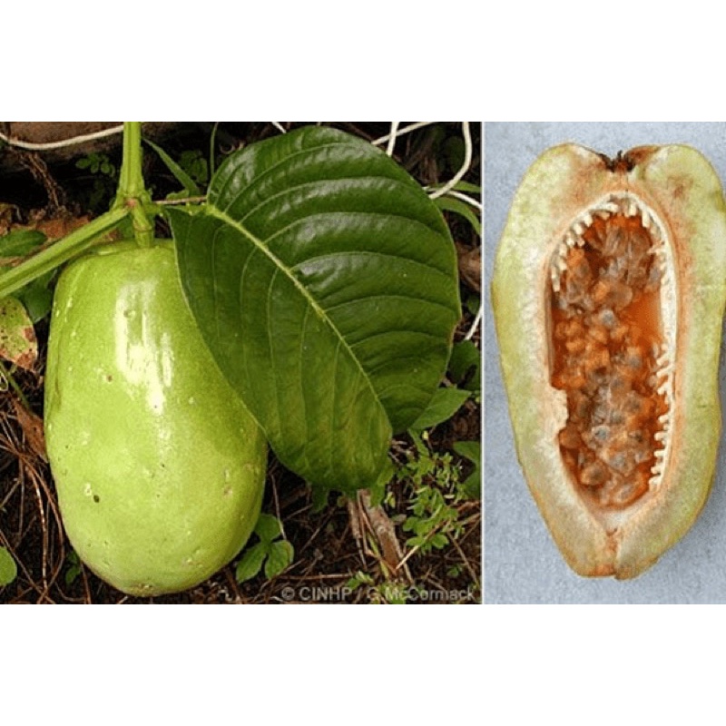 HẠT GIỐNG DƯA TÂY (DƯA GANG TÂY) - 5 hạt/ gói