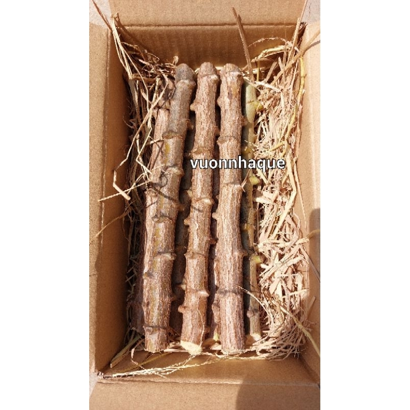 Giống cây khoai mì củ dẻo ruột vàng, 5 đoạn khoảng 20-30cm