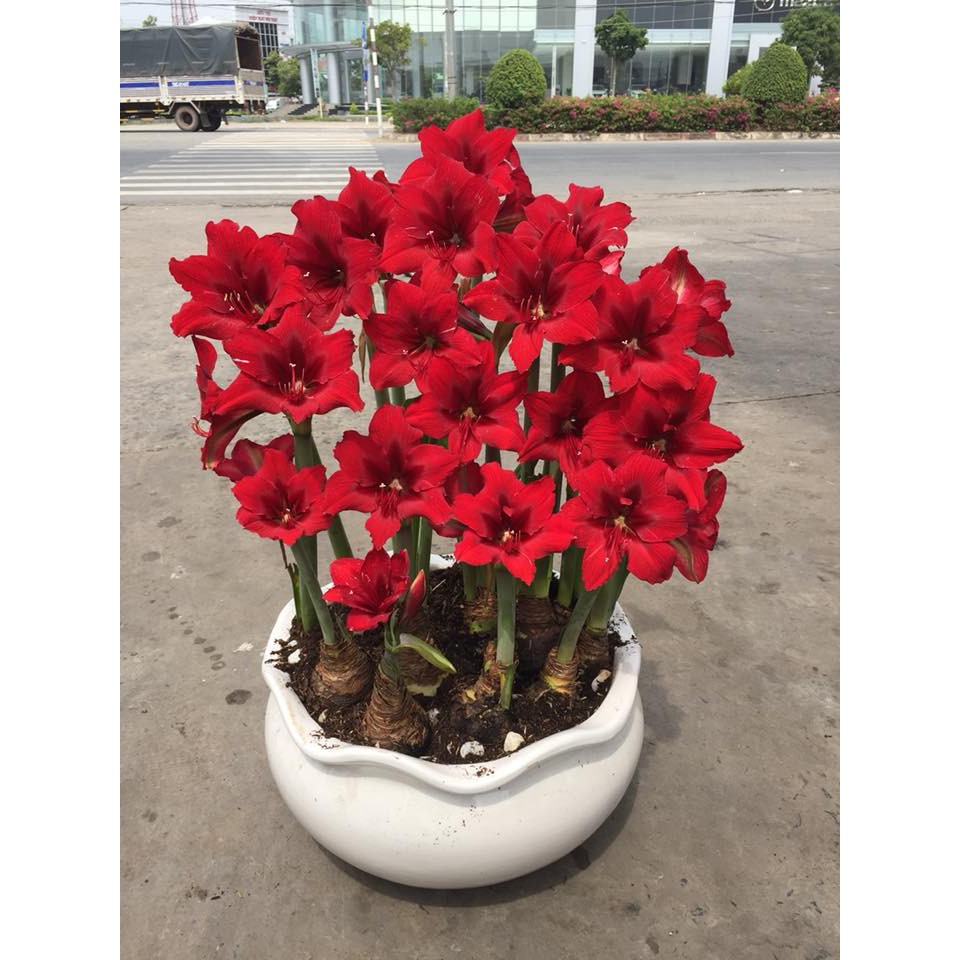 củ hoa huệ tây màu đỏ nhung đà lạt - củ size baby | Lazada.vn Củ Hoa Huệ Tây Màu Đỏ Nhung Đà Lạt - Củ Size Baby | Lazada.Vn