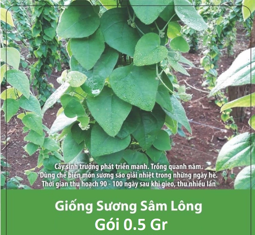 Hạt giống sương sâm lông - sinh trưởng 4 mùa - gói 0.5gr