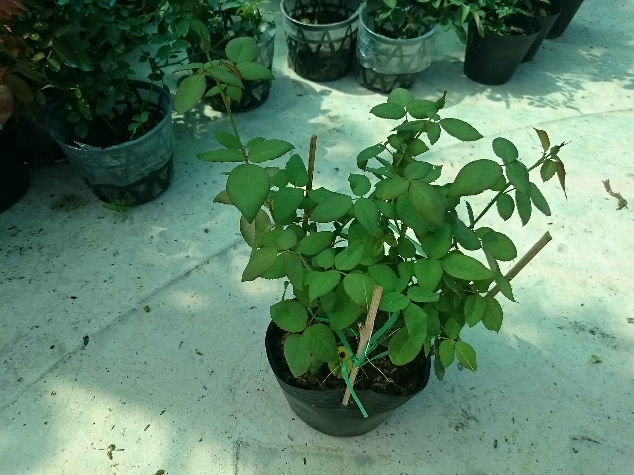 Cây Hoa Hồng Nhung - cây cảnh để bàn