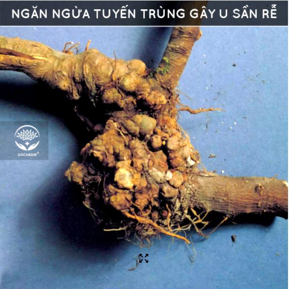 Bánh Dầu Neem (Neem cake) - phân bón hữu cơ dạng bột