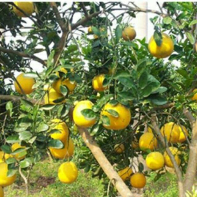 Cây giống BƯỞI Đoan Hùng (bưởi Phủ Đoan)